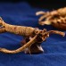 Dry Transplant Wild Ginseng Root 10-15 Years relative integrity New